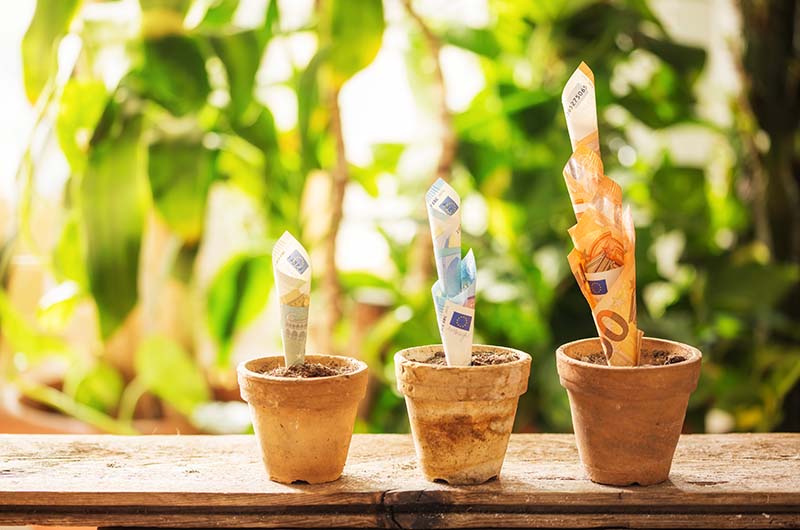 Geldscheine wachsen wie Pflanzen aus Blumentöpfen.